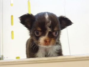 柴犬alt=