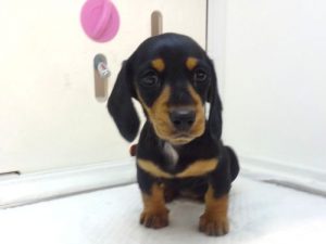 柴犬alt=