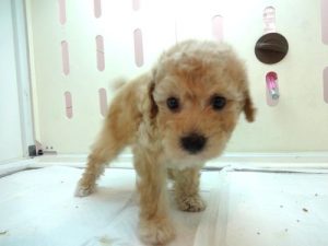 柴犬alt=