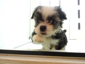 柴犬alt=