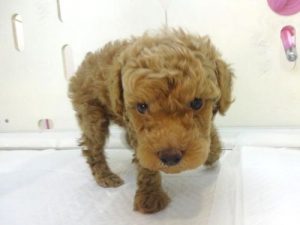 柴犬alt=