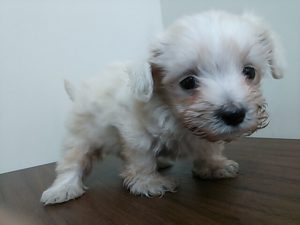 キャバリアキングチャールズスパニエルalt=