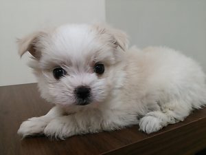 キャバリアキングチャールズスパニエルalt=