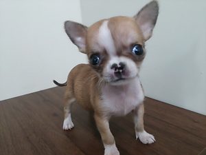 キャバリアキングチャールズスパニエルalt=