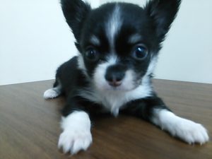キャバリアキングチャールズスパニエルalt=