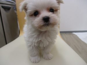 キャバリアキングチャールズスパニエルalt=
