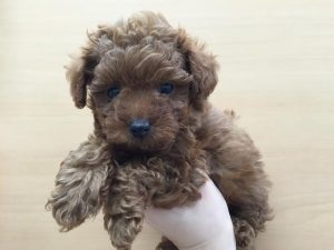 キャバリアキングチャールズスパニエルalt=