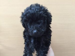 柴犬alt=