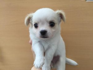 キャバリアキングチャールズスパニエルalt=