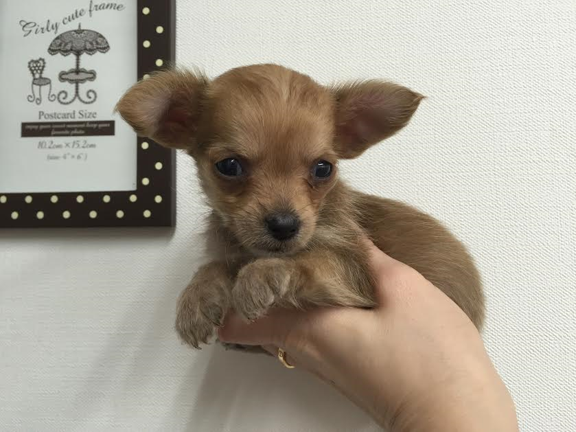 飼い主様お写真