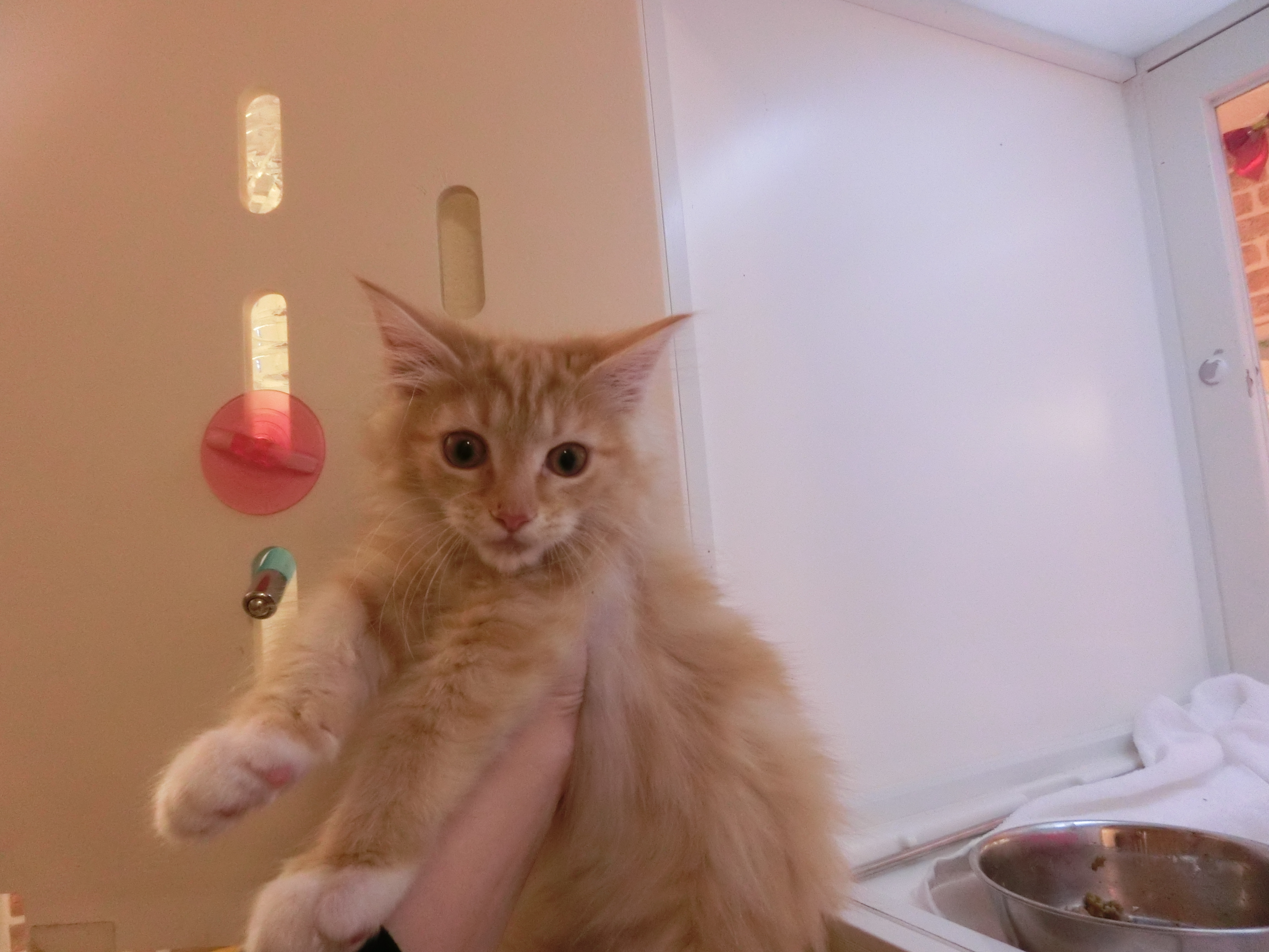 飼い主様お写真