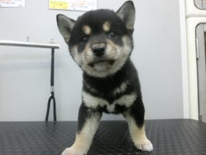 柴犬alt=