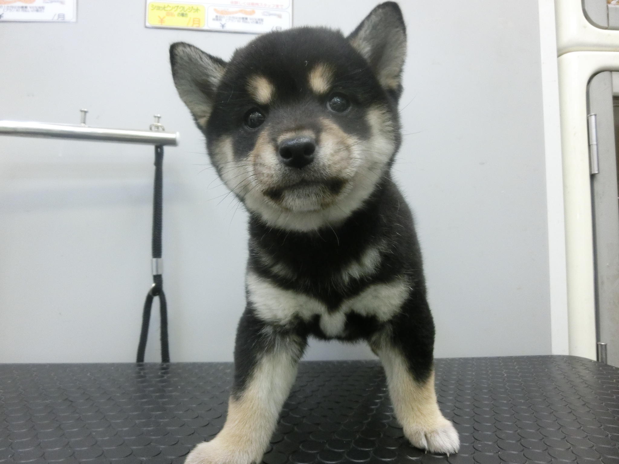 柴犬