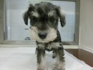柴犬alt=