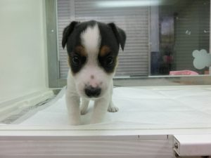 柴犬alt=