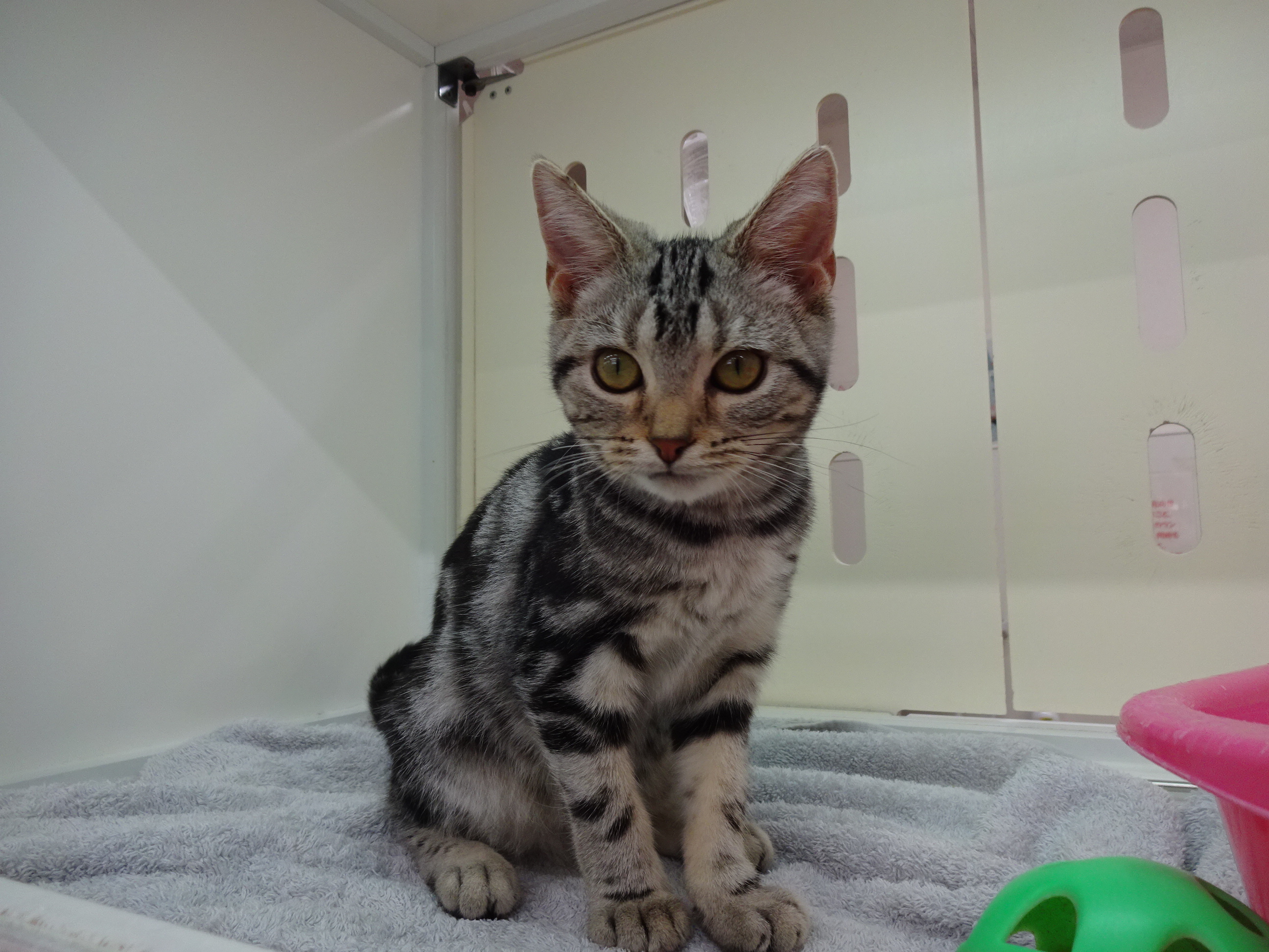 飼い主様お写真