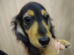 柴犬alt=