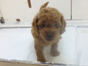 ミニチュアシュナウザーalt=