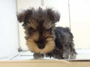 柴犬alt=
