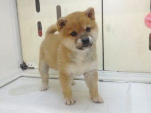柴犬alt=