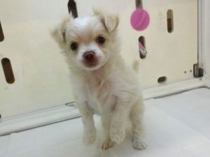 柴犬alt=