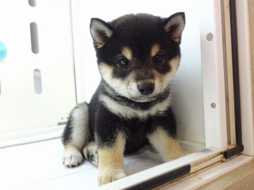 柴犬