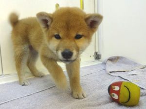 柴犬alt=