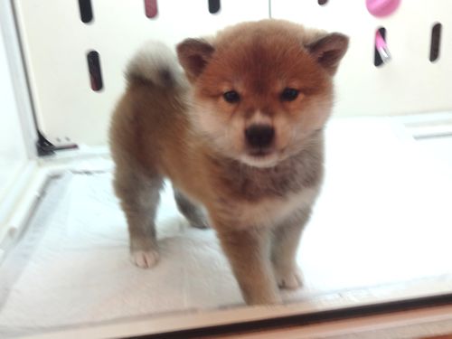 柴犬