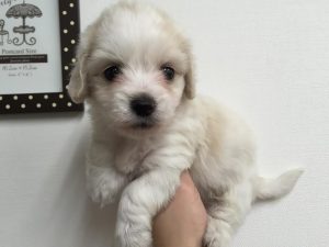 ミニチュアシュナウザーalt=