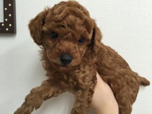 ミニチュアシュナウザーalt=