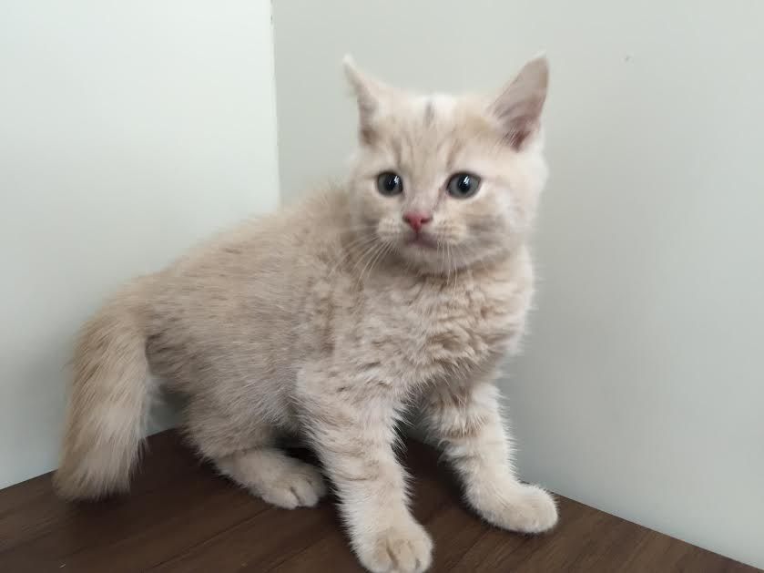 飼い主様お写真