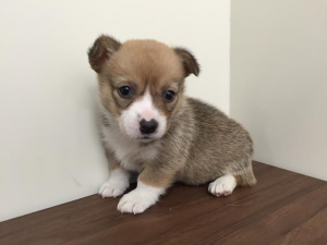 柴犬alt=