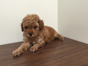 柴犬alt=