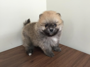 柴犬alt=