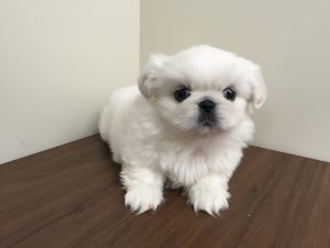 マンチカン（足長）alt=