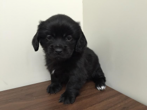柴犬alt=