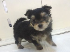 柴犬alt=