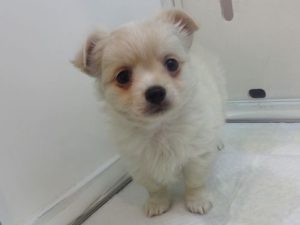 柴犬alt=