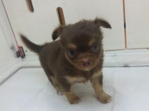 柴犬alt=