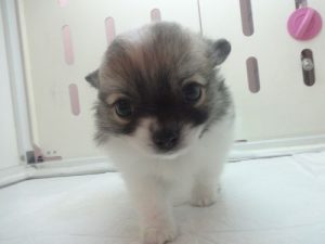柴犬alt=