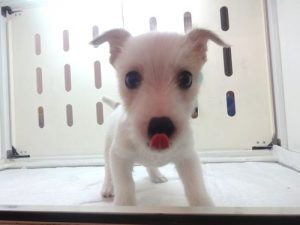 柴犬alt=