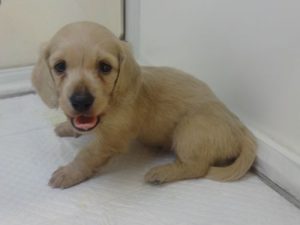 柴犬alt=