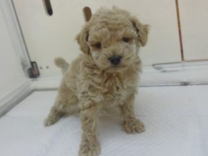 柴犬alt=