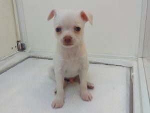 柴犬alt=