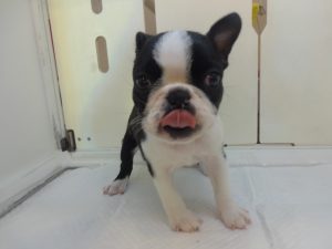 柴犬alt=