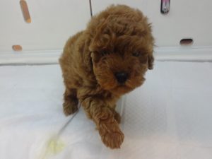 柴犬alt=