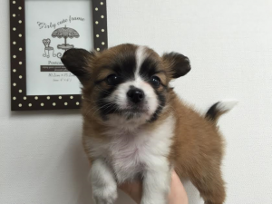 柴犬alt=