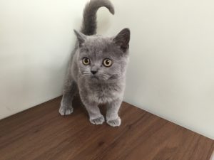 キャバリアキングチャールズスパニエルalt=
