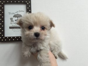 キャバリアキングチャールズスパニエルalt=