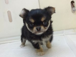 キャバリアキングチャールズスパニエルalt=